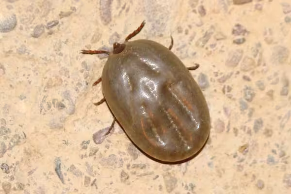 Cachorro: carrapato marrom (Rhipicephalus) transmite erliquiose, babesiose e anaplasmose