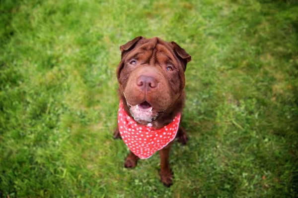 O cachorro Shar Pei é apaixonado pelos donos e faz de tudo para protegê-los