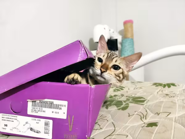 O gato Bengal precisa de uma casa bem gatificada