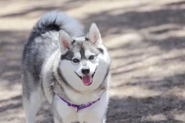 Alaskan Klee Kai: uma das mini raças mais protetoras