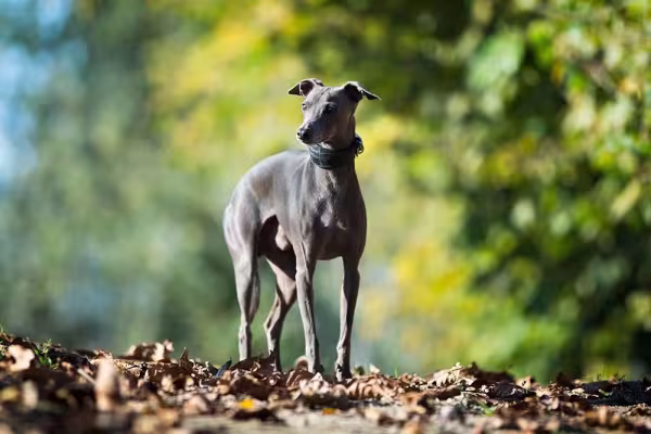 Raça: cão miniatura Pequeno Lebrel Italino lembra o Galgo Inglês