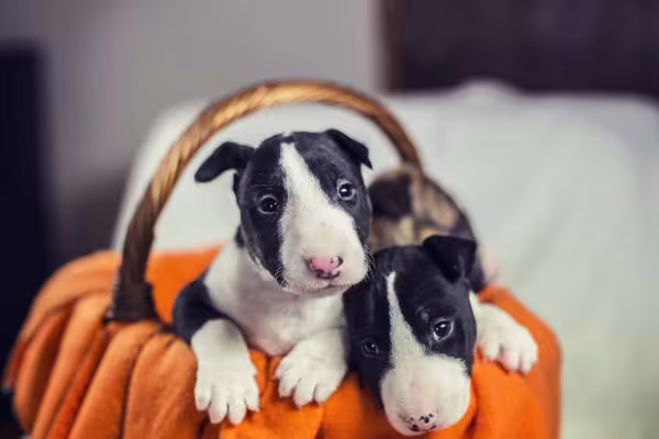 Raça: cão miniatura Bull Terrier é adorável
