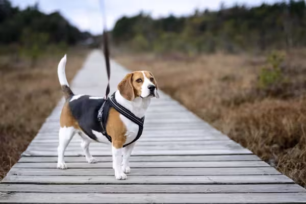 Cachorros parecidos com Beagle: a versão mini é encantadora
