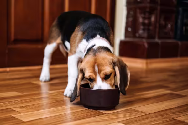 Existe mini Beagle e o cãozinho é animado, divertido e apegado com donos
