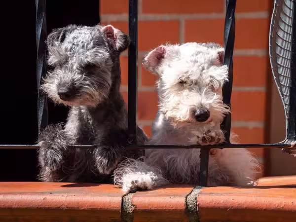 O Schnauzer mini exerce bem a função de guarda