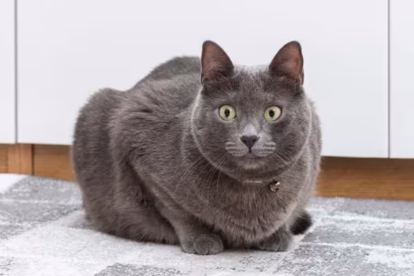 O gato Korat precisa de bastante atenção dos donos no dia a dia