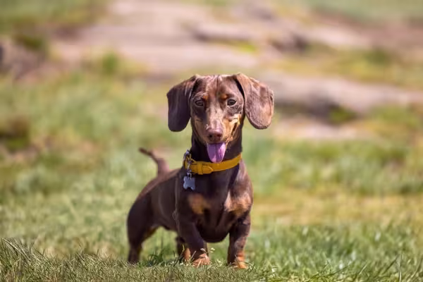 Dentre os animais de estimação mais carinhosos, não podemos esquecer do Dachshund
