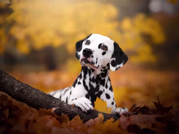 Cachorros mais companheiros: Dálmata se destaca nesse quesito