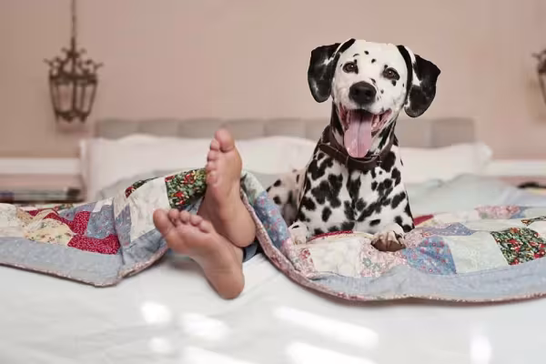 Animais carinhosos, como o Dálmata, são uma ótima escolha