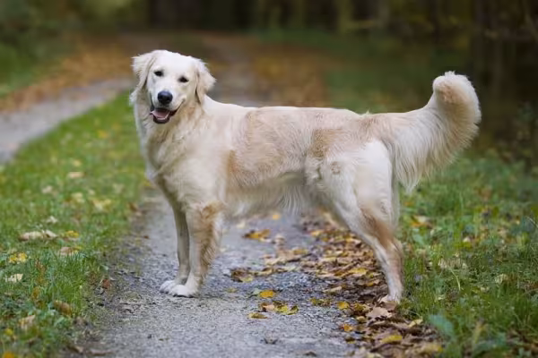 Além de serem cachorros muito fofos, os Golden são muito gentis