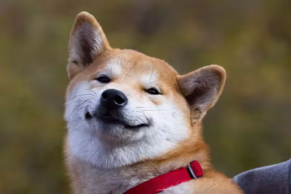 Shiba Inu vs. Akita: o Shiba tem a feição parecida com a de uma raposinha