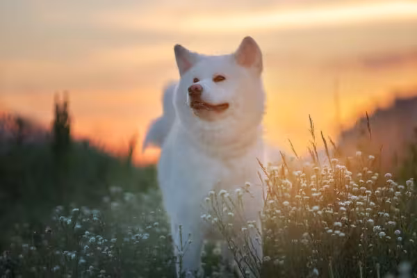Akita Inu: cores da raça incluem o branco puro