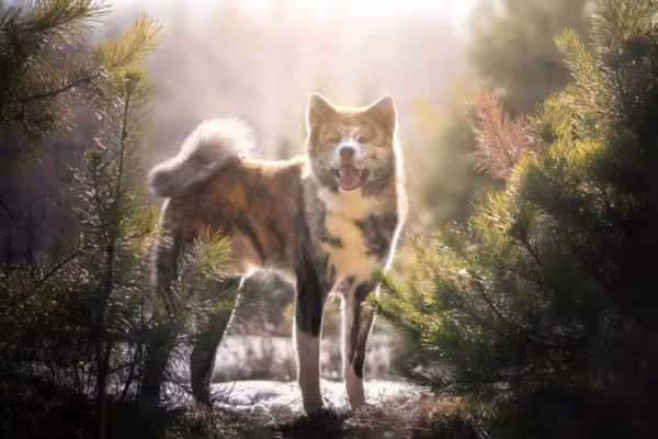 No Akita Inu, cores também podem ser tigradas