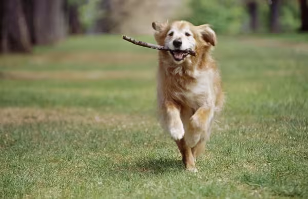 Brincalhão, as imagens de Golden Retriever revelam como esse cão é energético