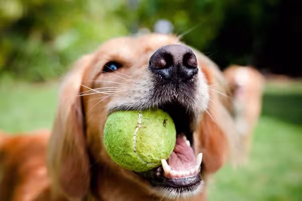 Para o Golden Retriever, uma simples brincadeira de buscar bolinha já é um estímulo