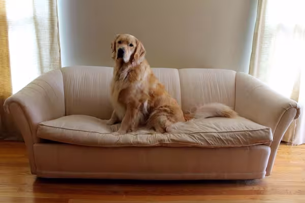 Apesar de grande, o Golden Retriever é um bom cachorro para apartamento