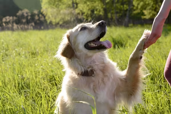 Cachorro Golden Retriever é muito disciplinado e obediente
