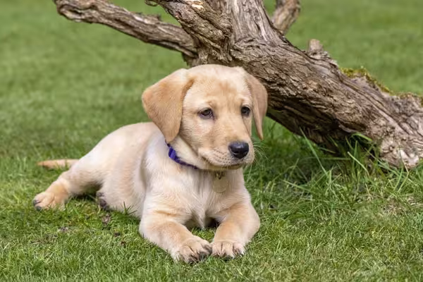 A socialização do Golden Retriever deve começar após a aplicação de todas as vacinas