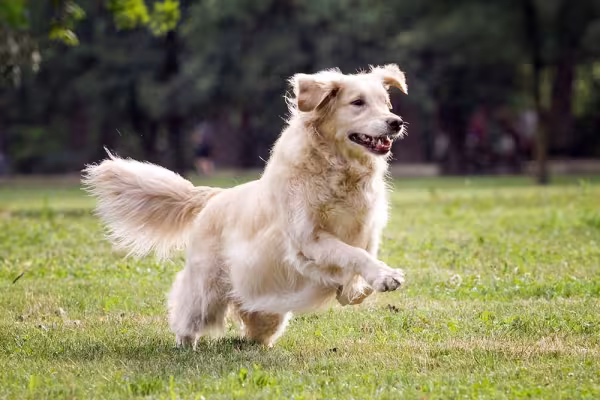 O Golden Retriever tem tendência a displasia coxofemoral e pode sentir dores ao andar