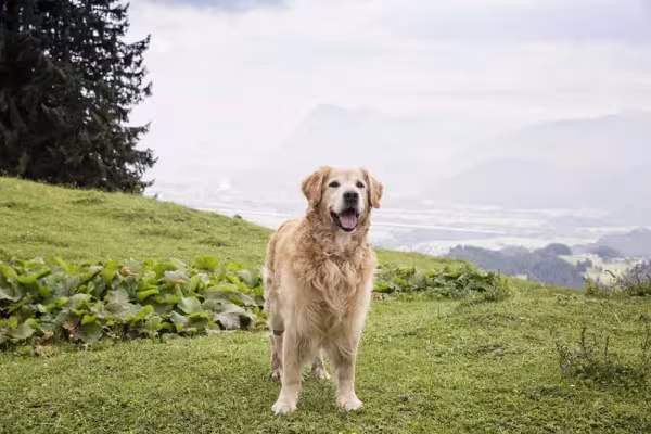 O cachorro Golden Retriever tem um temperamento tranquilo e fácil del idar