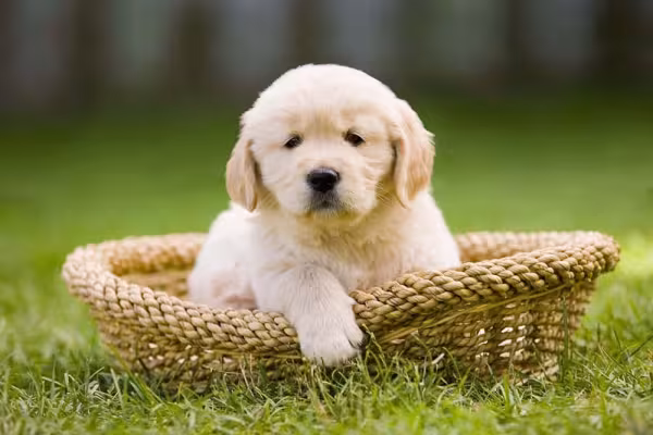 O filhote de Golden Retriever pode ser vacinado a partir de 45 dias de vida