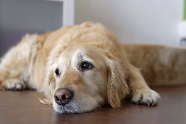 O Golden Retriever precisa de acompanhamento veterinário como qualquer outro pet