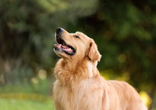 Muito peludo, o Golden Retriever precisa de cuidados especiais com seus pelos