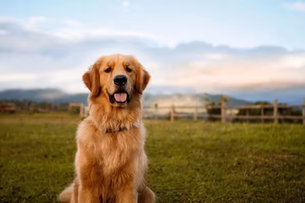 Raça Golden Retriever tem como uma de suas principais características a amabilidade
