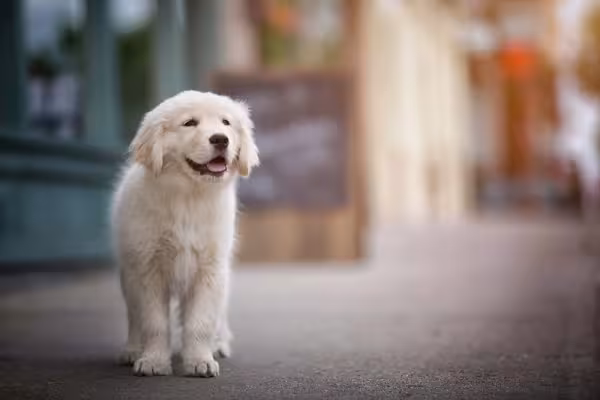 O Golden Retriever é um cachorro que vive bem em cidades e campos