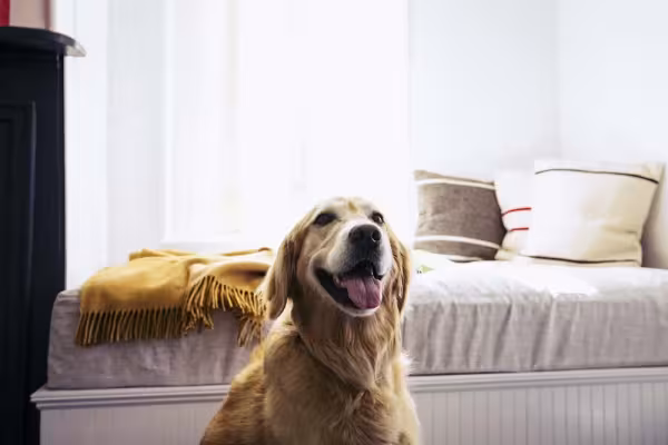 Cachorro Golden Retriever é bem fácil de conviver no dia a dia