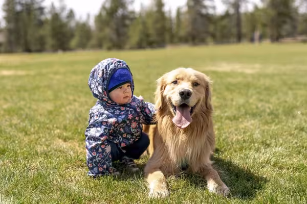 Golden Retriever com crianças é uma combinação perfeita