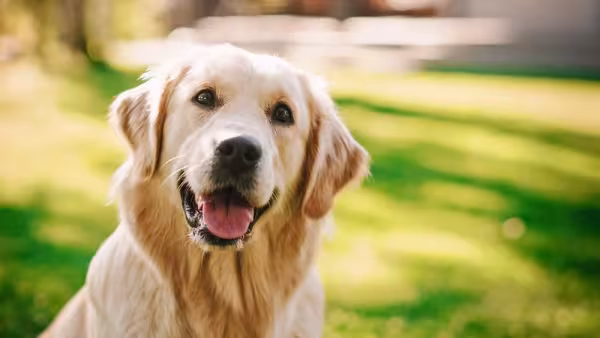 Em foto, Golden Retriever às vezes parece sorrir