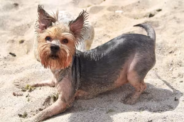 Yorkshire tosado na praia