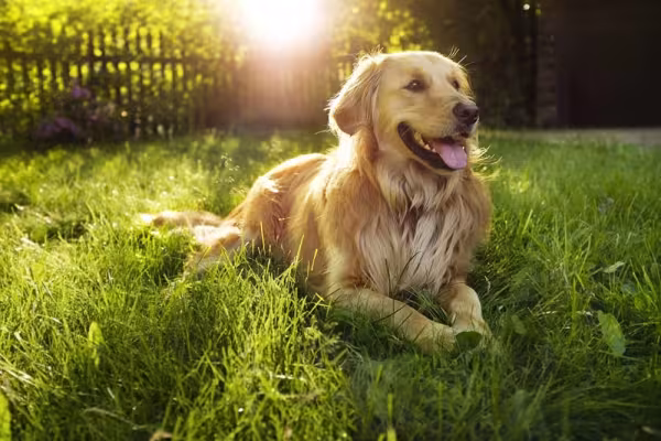 Em questão de peso, o Golden Retriever tem de 25 a 35 kg
