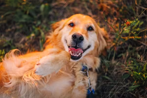 Além das fotos, Golden Retriever tem uma expectativa média de vida de 10 a 12 anos