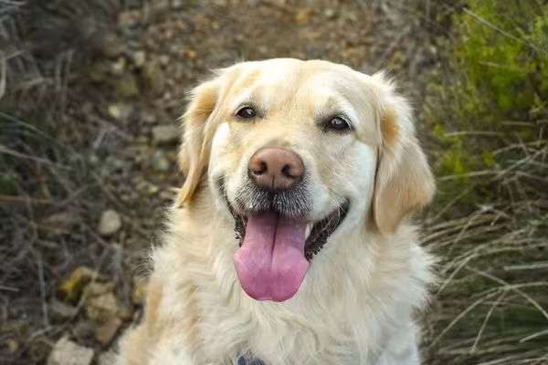 Com um Golden Retriever do seu lado, a vida fica muito mais divertida