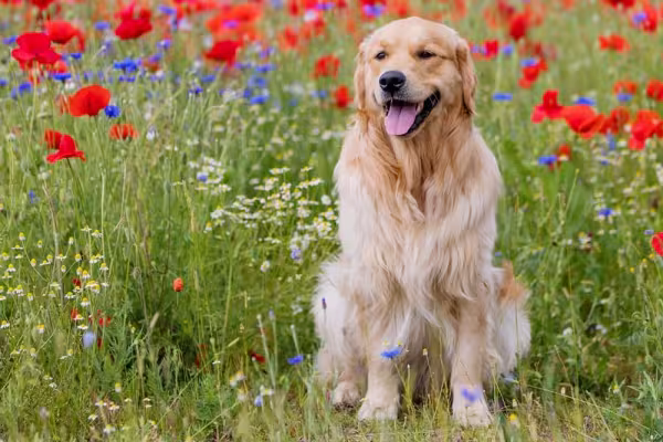 A pelagem do Golden Retriever é longa, lisa ou ondulada, mas sempre muito sedosa
