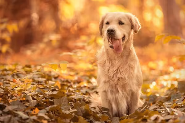 Para manter os pelos do Golden Retriever brilhantes, uma boa alimentação é fundamental