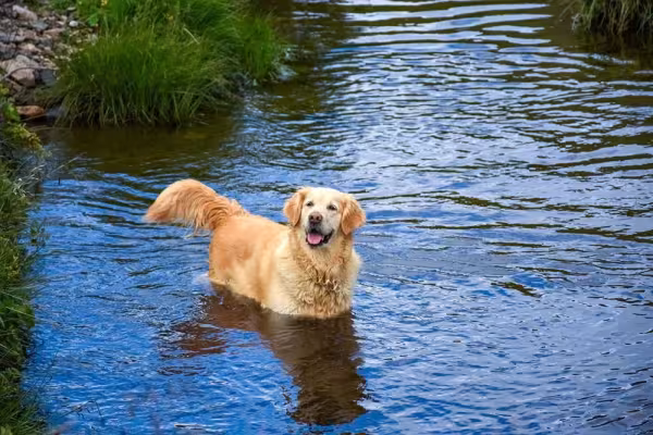 Golden Retriever: cachorro se dá muito bem com esportes aquáticos