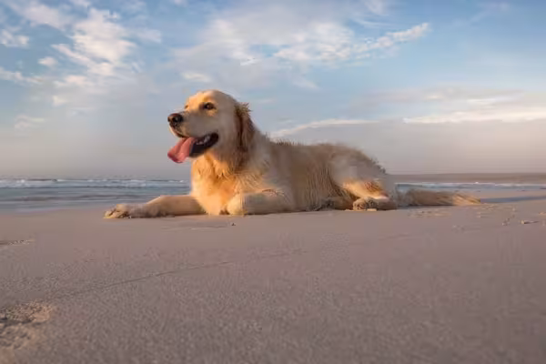 Depois de passear com Golden Retriever na praia, não esqueça de limpar seus pelos