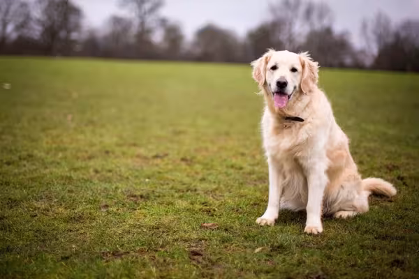 Fácil de adestrar, o Golden Retriever aprende rapidamente os comandos