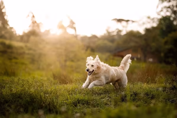 As imagens do Golden Retriever às vezes são confundidas com um Labrador