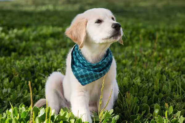 A diferença do Golden Retriever para o Labrador é o comprimento e cores da pelagem