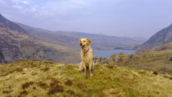 O Golden Retriever é um cão ideal para trilhas e caminhadas