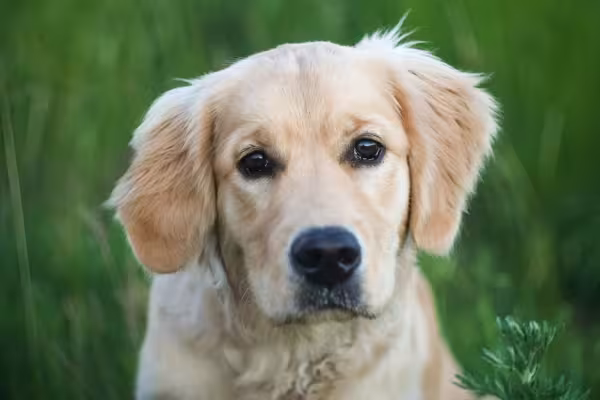 O Golden Retriever, filhote ou adulto, não é um cão que late muito