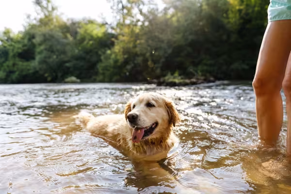 Para o Golden Retriever, estar na água é uma das atividades mais divertidas