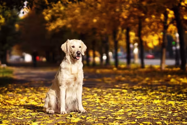 O Golden Retriever é um cachorro que solta muito pelo