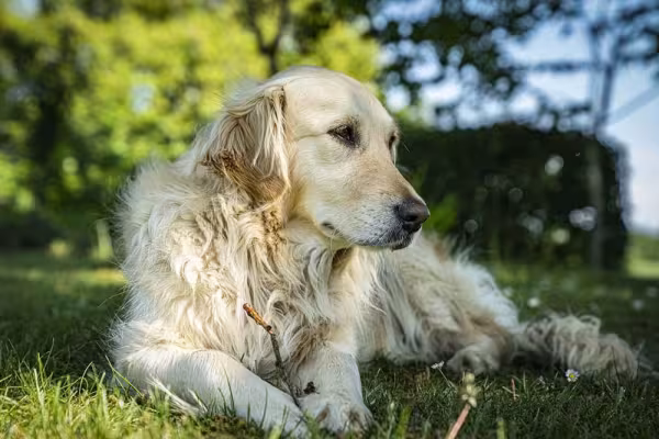 Para cuidar do Golden Retriever, os pelos devem ser escovados de duas a três vezes na semana