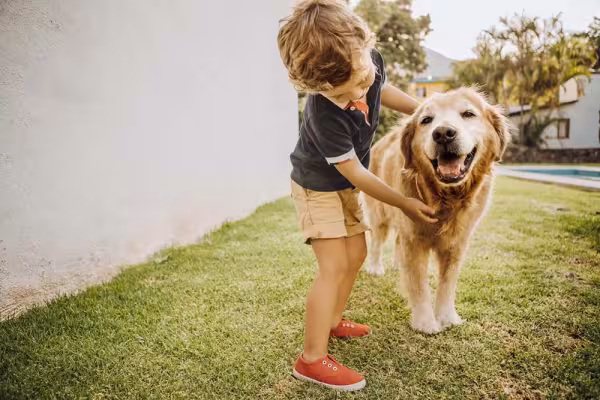 Se o Golden Retriever cresce acostumado com as crianças, a relação é boa