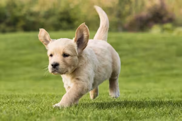 O Golden Retriever filhote tem muita energia para gastar